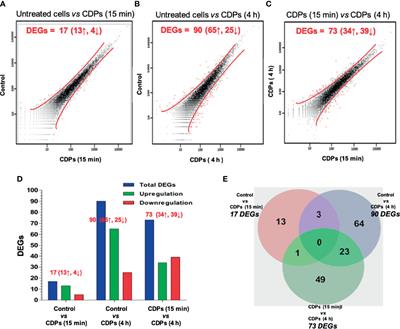 Transcriptomics Reveals the Mevalonate and Cholesterol Pathways Blocking as Part of the Bacterial Cyclodipeptides Cytotoxic Effects in HeLa Cells of Human Cervix Adenocarcinoma